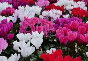 Tulip Fair in Bergamo - Italy