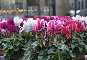 Tulip Fair in Bergamo - Italy