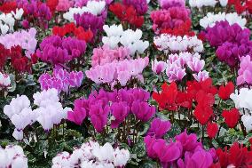 Tulip Fair in Bergamo - Italy