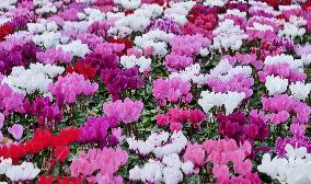 Tulip Fair in Bergamo - Italy