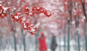 Snow In Harbin - China