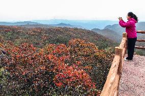 Autumn Scenery Tourism - Chin