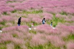 Autumn Scenery Tourism - Chin