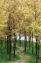 Autumn Scenery Tourism - Chin