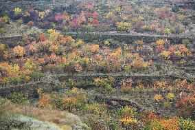 Autumn Scenery Tourism - Chin