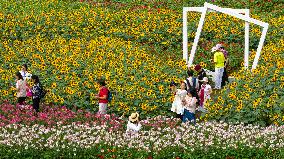 Autumn Scenery Tourism - Chin