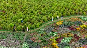 Autumn Scenery Tourism - Chin