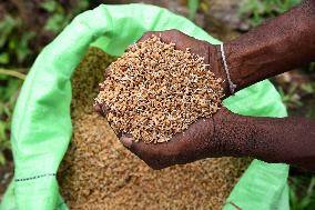 Paddy Field Cultivation Observed - Colombo