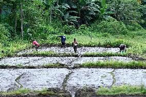 Paddy Field Cultivation Observed - Colombo