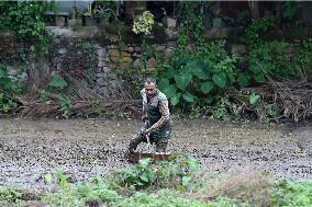Paddy Field Cultivation Observed - Colombo