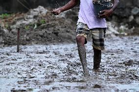 Paddy Field Cultivation Observed - Colombo