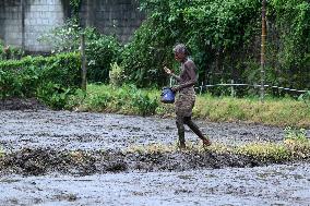 Paddy Field Cultivation Observed - Colombo