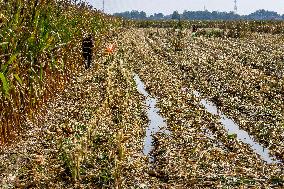 Farmland After Rainy Weather
 in Anyang