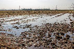 Farmland After Rainy Weather
 in Anyang