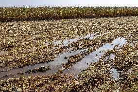 Farmland After Rainy Weather
 in Anyang