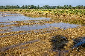 Farmland After Rainy Weather
 in Anyang