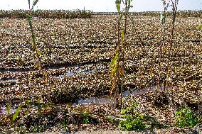 Farmland After Rainy Weather
 in Anyang