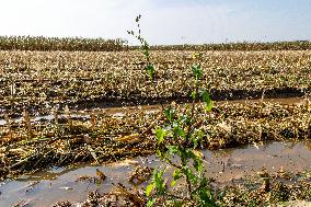 Farmland After Rainy Weather
 in Anyang
