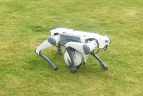 Robotic Dogs Play Soccer