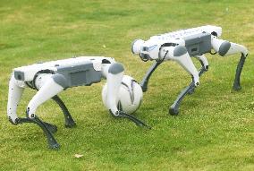 Robotic Dogs Play Soccer