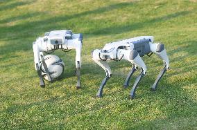 Robotic Dogs Play Soccer