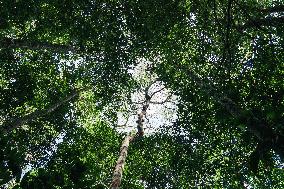 Urca Oil and Gas Production Field Development - Brazil