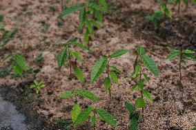 Urca Oil and Gas Production Field Development - Brazil