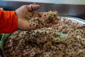 Urca Oil and Gas Production Field Development - Brazil