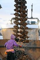 Cultured oysters in Hiroshima