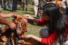 Service Dogs Worshiped During Kukur Tihar Celebration - Nepal