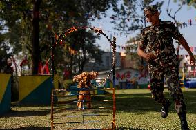 Service Dogs Worshiped During Kukur Tihar Celebration - Nepal