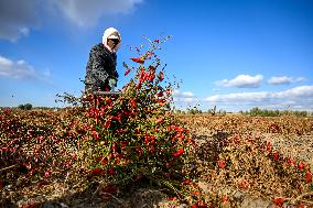 Chili Harvest - China