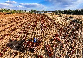 Chili Harvest - China