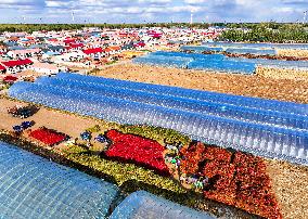 Chili Harvest - China