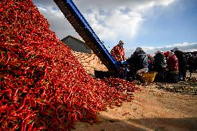 Chili Harvest - China