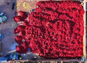 Chili Harvest - China