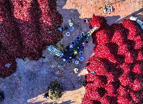 Chili Harvest - China