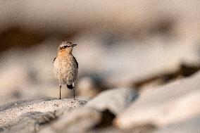 NORTHERN WHEATEAR