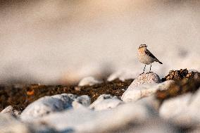 NORTHERN WHEATEAR
