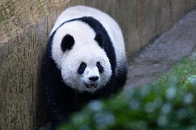 Giant Panda Yu Ai Comeback