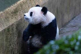 Giant Panda Yu Ai Comeback