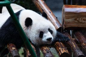 Giant Panda Yu Ai Comeback