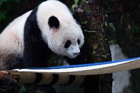 Giant Panda Yu Ai Comeback