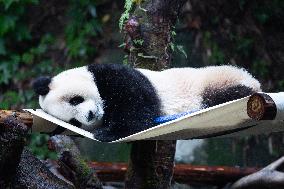 Giant Panda Yu Ai Comeback