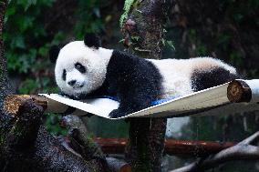 Giant Panda Yu Ai Comeback