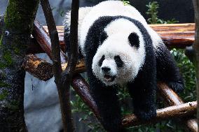 Giant Panda Yu Ai Comeback