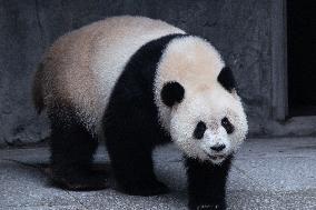Giant Panda Yu Ai Comeback