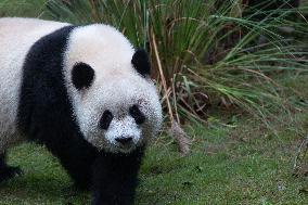 Giant Panda Yu Ai Comeback