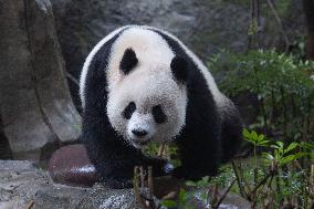 Giant Panda Yu Ai Comeback