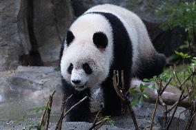 Giant Panda Yu Ai Comeback